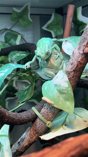 【ソバージュネコメガエル】 Waxy monkey leaf frog / Phyllomedusa sauvagii #shorts