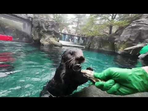 Sea Otters Crack And Eat Oysters