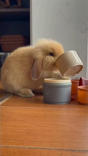 Rabbit Toy Cup