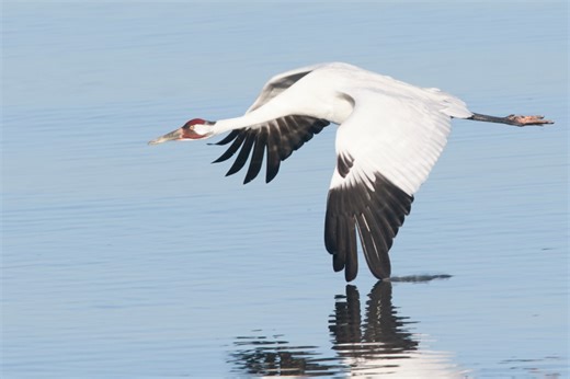 Endangered whooping cranes call Wheeler Wildlife Refuge home for winter