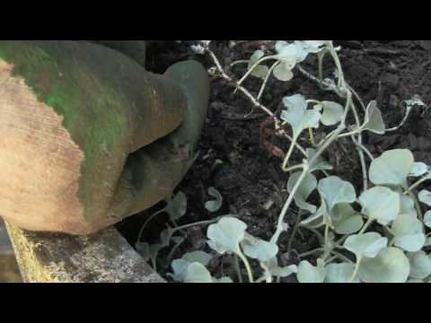 Propagate Dichondra Silver Falls