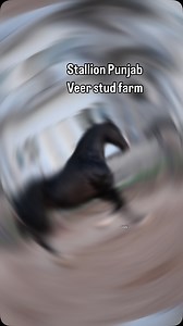 2.5K views · 327 reactions | Stallion Punjab owner Garry Gill veer stud farm#horses #stallion | Gautam Joshi | Facebook