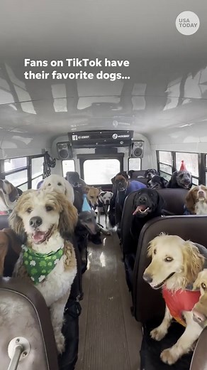 Dogs jump on the K9 Konvoy school bus for fun, snacks and TikTok