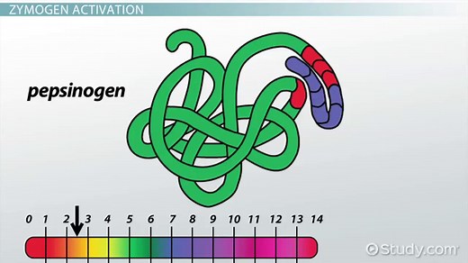 Zymogen | Definition, Activation & Granules