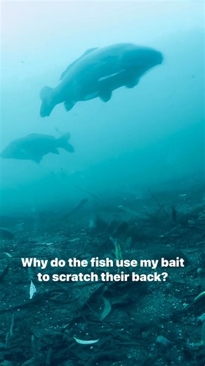 6.7K views · 48 reactions | When the fish use your bait the scratch their back!!! Less than a week until I am back on Cromwell Lake #underwaterworld #underwaterphotography #carpfishing #fishing #angling #flanking #fish #fishinglife #omctackle #mainlinebaitsofficial #foxinternational #rigs #korda #ccmoore #stickybaits #carprigs John Kerr | VR Underwater Fishing | Facebook