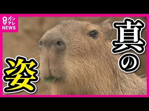 【こだわりは「野生の姿」】世界最大のネズミ・カピバラと触れ合える「神戸どうぶつ王国」の新エリア『カピバラたちの湿原』南米の湿原を再現