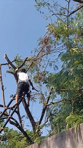 Lumberjack Cuts Huge Tree Branch Use Stock Footage Video (100% Royalty-free) 3597358973 | Shutterstock