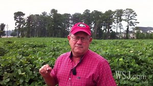 What Can Kill the Kudzu Bug That's Killing Kudzu?