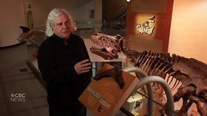 Sask. research teams make rare find inside Scotty T. rex fossil