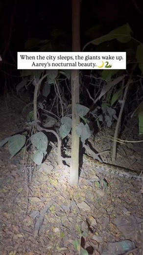 Indain rock python #savesnake #snake #snakevideo #viral #reptiles #venomouscreatures #animallovers