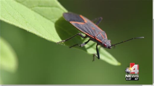 Boxelder bugs in Utah: Identification, life cycle, and control methods