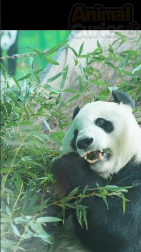 O Panda.