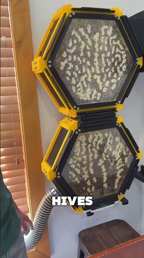 The Beehive Inside a Living Room