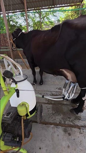 Effortless Automatic Milking Machine 🐄 #cattle #farm #shorts