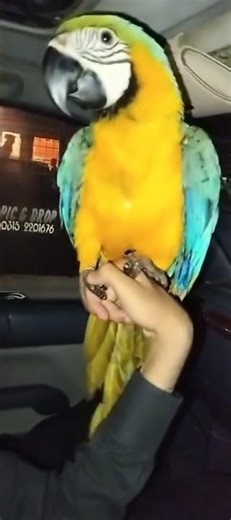 maccaow say heloblu and gold #talkingparot #birds #cockatielscraze