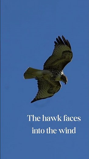 Red-tailed hawk kiting in the wind
