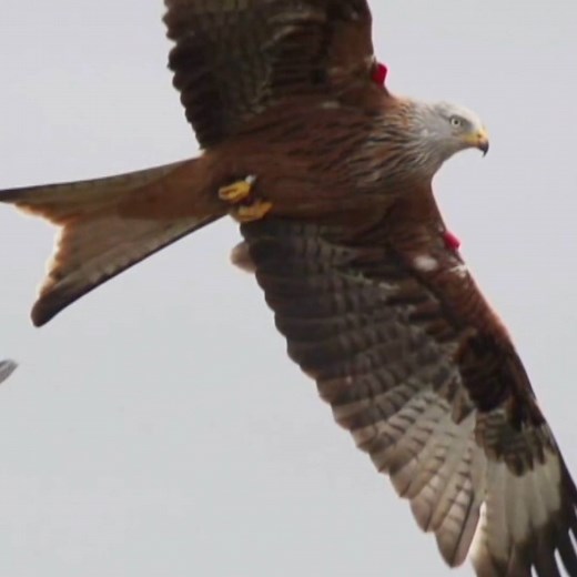 2.2M views · 41K reactions | After disappearing from the country for 100 years, Scotland's red kite population is slowly taking off once more. | BBC Scotland | Facebook