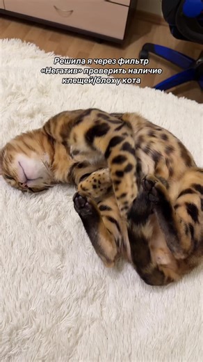 Как выглядит бенгальский кот через фильтр «Негатив»