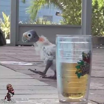 Where is Fefe's FLOATATION DEVICE !!!!!! Meme 5