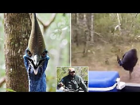 Cassowary chases wildlife rangers at Wuthathi Country on Northern Cape York Peninsula