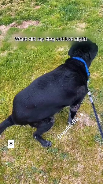 Top 10 Funniest Animal Farts Compilation