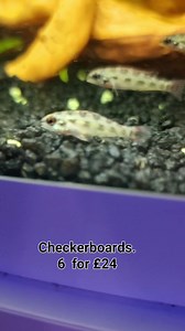 Lovely wee fish, wild checkerboards 6 for £24 | East Lothian Aquatics