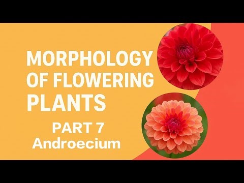 Morphology of Flowering Plants | NCERT Class 11 Biology NEET | Part 7
