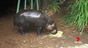 54K views · 109 reactions | Melbourne Zoo has revealed a secret in the art of training a hippo. When pygmy hippo Felix hears a bell, he's learned to stop what he's doing and head inside his den for a watermelon treat. 13-year-old Felix is probably oblivious to today's International Hippo Day, but his 'recall training' will help experts around the world understand more about the species. www.7plus.com.au/news #7News | 7NEWS Melbourne | Facebook