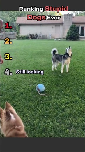 Ranking the Dumbest Dogs 🐕 Part 2 😂 #shorts #funny #petfails #dogsworld