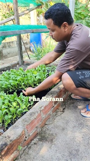 Planting cabbage is very important. The cabbage seedlings must be healthy after planting to grow
