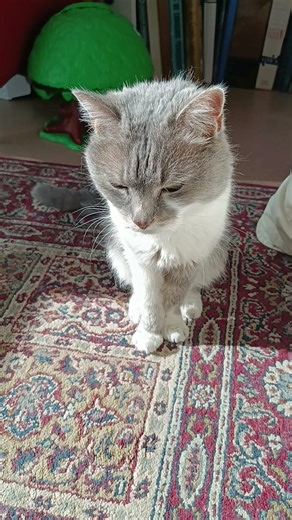 #france #cat #love Fripouille 🥰