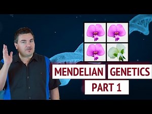 Mendelian Genetics - Part 1
