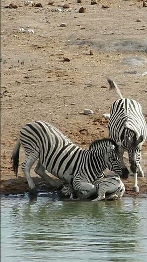 Zebra Tries to Drown Baby