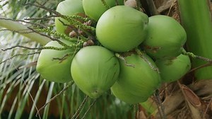 Fresh Coconuts On Palm Coconut Palm Stock Footage Video (100% Royalty-free) 1099185253 | Shutterstock