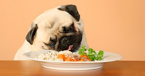 Can Dogs Eat Rice?