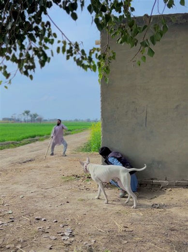 Funny Dog Reactions That Will Make You Smile