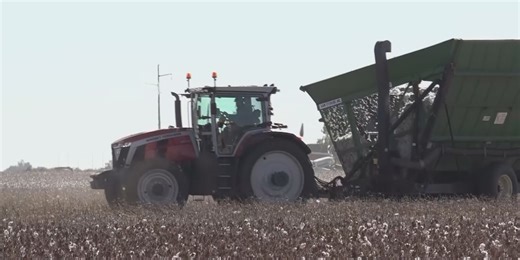 Local expert shares optimism for 2024 cotton season
