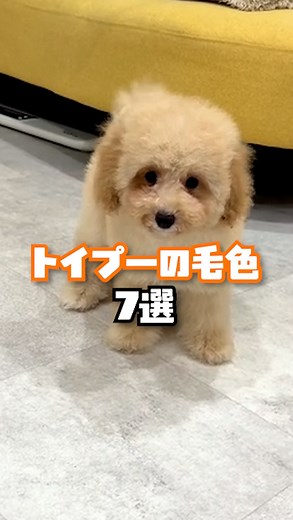 毛色で性格タイプがわかる！？トイプードル7色の特徴を紹介🐩 あなたの推しカラー、見つかるかも✨コメントも待ってます！ ※あくまで傾向なので、性格には個体差があります。参考程度にチェックしてね 🐾─────────🐾 @min.breeder みんなのブリーダーでは、 お迎えしたお客様の声や ワンちゃん初心者でも 楽しく学べる情報をお届け✨ ぜひフォローをお願いします🐕 🐾─────────🐾 #みんなのブリーダー #みんブリ #犬のいる暮らし #いぬすたぐらむ #ブリーダー直販 #優良ブリーダー #犬飼いたい #トイプードル #毛色 #性格タイプ | みんなのブリーダー