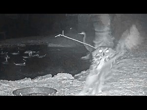Makov~An eagle owl successfully chases a seagull! Hunting scene 0,2 SPEED~1:33 am 2020/12/05
