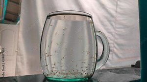 The shrimp larvae are swimming in glass, 8 time-speed 4K video