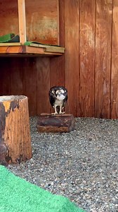 13K views · 1.4K reactions | The award for the messiest bird here...