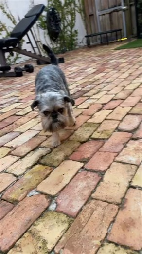 Friends of Peanut - Small Dog Boarding in our Home www.friendsofpeanut.com #friendsofpeanut #dogboarding #royalpalmbeach #royalpalmbeachfl #wellingtonflorida #wellingtonfl #westpalmbeach #westpalmbeachfl #dogboardingwestpalmbeach #dogsofinstagram #theacreagefl #dogsitter #palmbeachgardens #palmbeachgardensfl #loxahatchee #loxahatcheefl | Friends of Peanut | Facebook