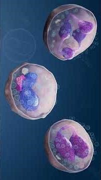Ultrastructure and Granule Diversity in Granulocytes Explained in 3D | Part 1