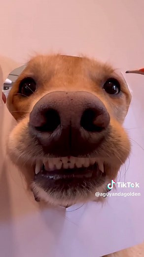How to Draw a Realistic Dog: Step-by-Step Tutorial