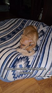 We practice positive reinforcement training in this household. It works, but you have to understand what positive reinforcement is, and you must be absolutely consistent in your methods. I recommend Karen Pryor's book Don't Shoot the Dog to learn the scientific basis of positive reinforcement. | PTSDog