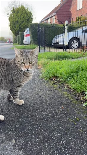 Postman’s Cats on Instagram: "Good morning 👋 I’m back! And with a new cat! Yay! This is Pipkin 🤎 thank you for the name @rogers5655 🫶 Did you spot that little half jump they did right at the beginning? 🥹 Lots of dolphin pets, lots of head scritches and lots of love ❤️ I definitely needed to meet this adorable kitty yesterday, it really made my day and it took me a while to get up and out of bed 🛌 🙄 So when I finally did muster the strength To be rewarded with this encounter was the best 🩷