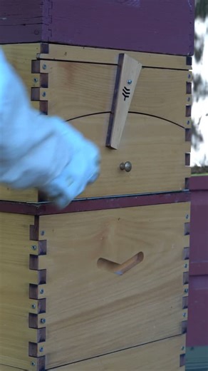 Bowser Bee | Honey Harvest: Flow Hive vs. Traditional Hive #beekeeper #beekeeping #honey #flowhive #honeyharvest | Instagram