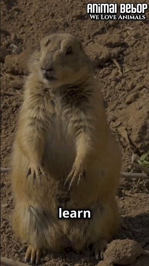 Mind Blowing Prairie Dog Facts!