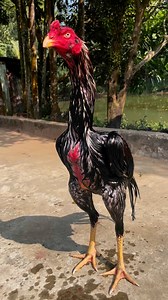 47K views · 868 reactions | Java Aseel on Reels | Facebook