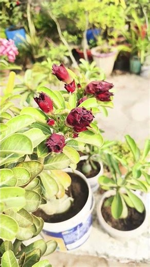 adenium plant in pot #adenium #shorts #ytshorts